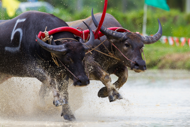 人牛一体 で大暴れ タイ伝統の水牛レースは農耕に携わる人々の熱い想いが込められていた 日本お米協会 選ばれるお米 をつくる農家コミュニティメディア