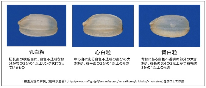 高温によるお米の登熟障害 イネの中で何が起きているのか 日本お米協会 選ばれるお米 をつくる農家コミュニティメディア